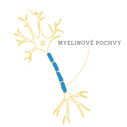 myelinové pochvy | poukazdomu.cz
